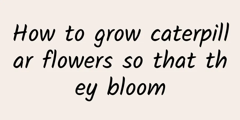 How to grow caterpillar flowers so that they bloom
