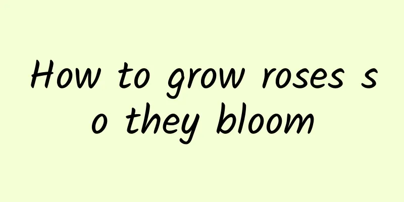 How to grow roses so they bloom