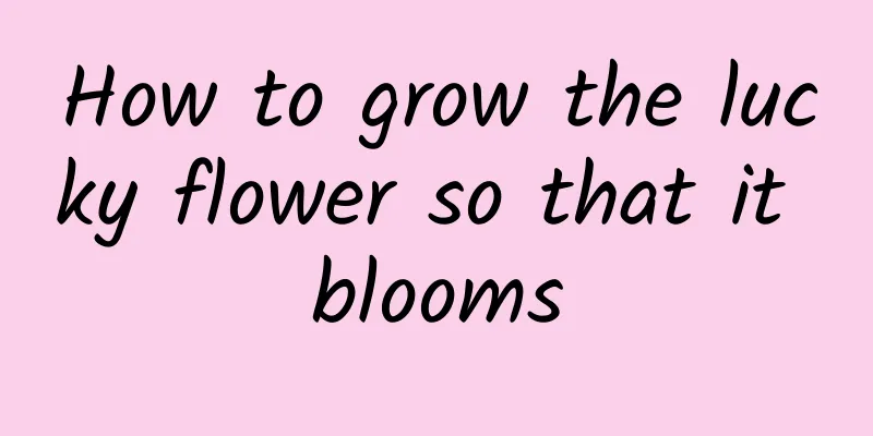 How to grow the lucky flower so that it blooms