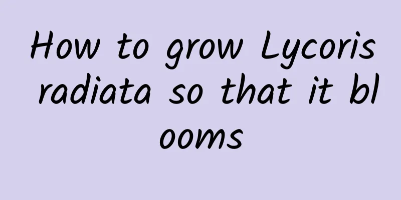 How to grow Lycoris radiata so that it blooms
