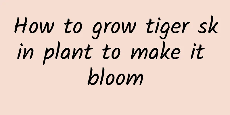 How to grow tiger skin plant to make it bloom