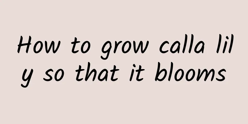 How to grow calla lily so that it blooms