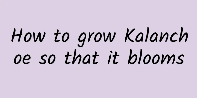 How to grow Kalanchoe so that it blooms