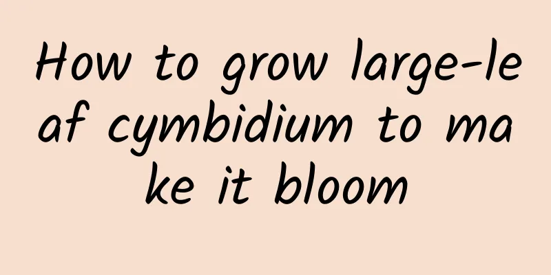 How to grow large-leaf cymbidium to make it bloom