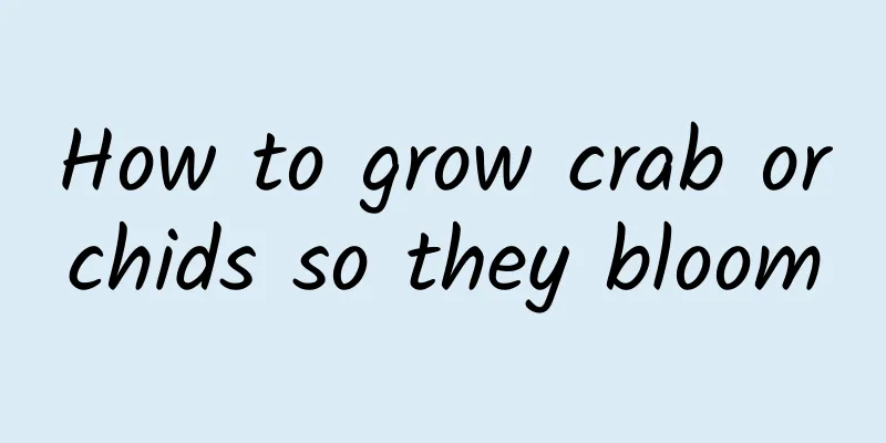 How to grow crab orchids so they bloom