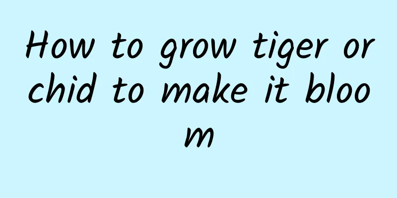 How to grow tiger orchid to make it bloom