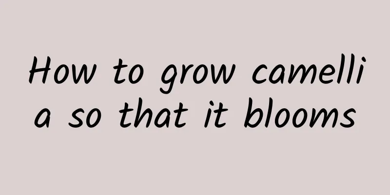 How to grow camellia so that it blooms