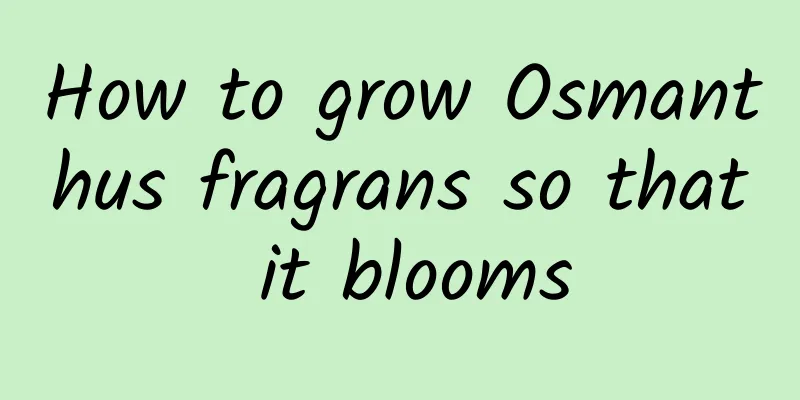 How to grow Osmanthus fragrans so that it blooms