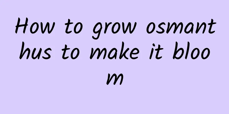 How to grow osmanthus to make it bloom