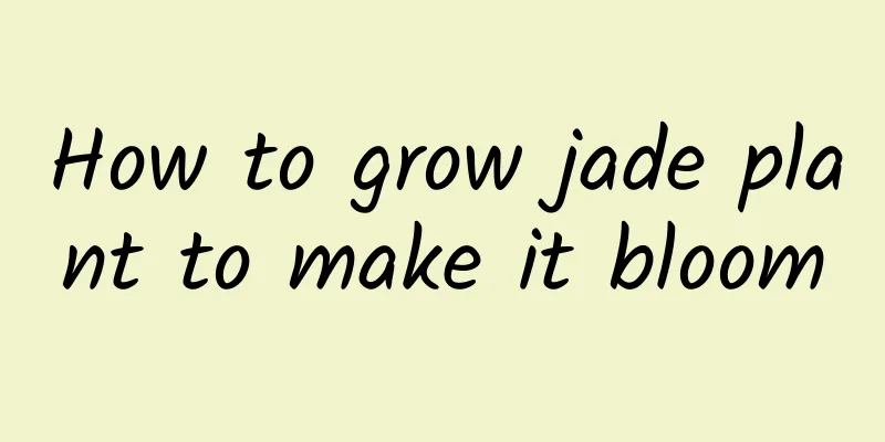 How to grow jade plant to make it bloom