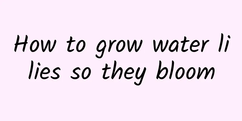 How to grow water lilies so they bloom