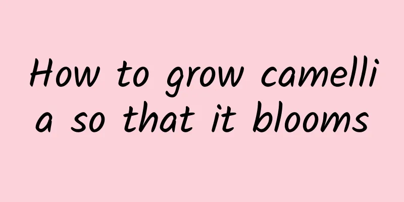 How to grow camellia so that it blooms