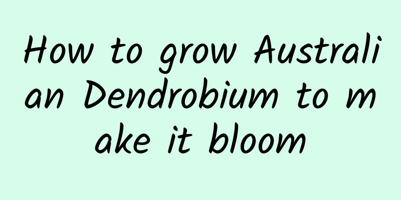 How to grow Australian Dendrobium to make it bloom