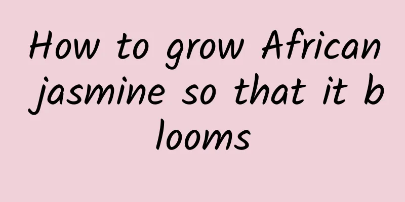 How to grow African jasmine so that it blooms