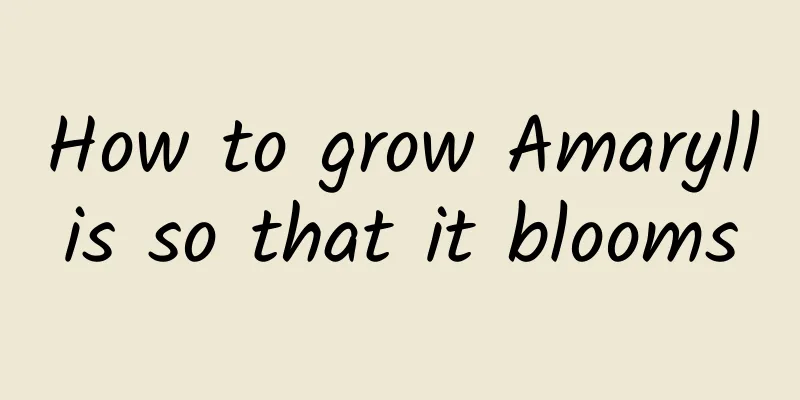 How to grow Amaryllis so that it blooms
