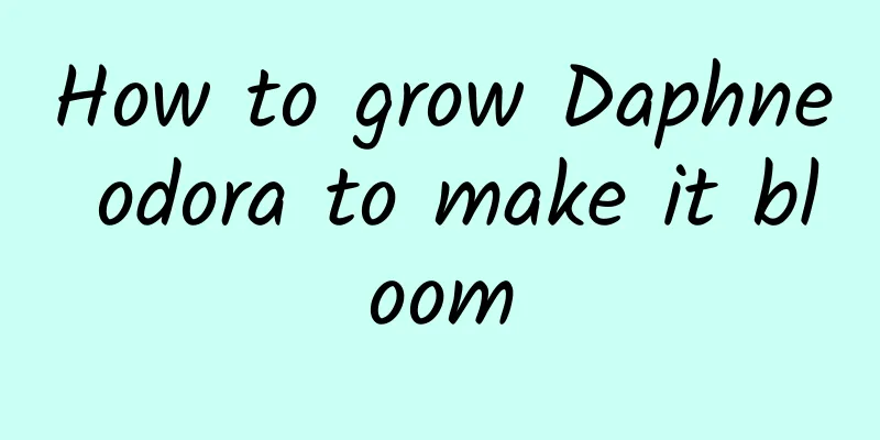 How to grow Daphne odora to make it bloom