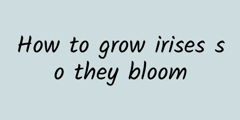 How to grow irises so they bloom