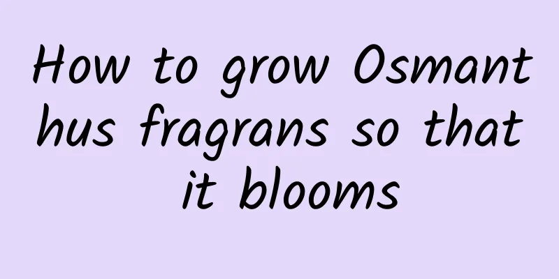 How to grow Osmanthus fragrans so that it blooms