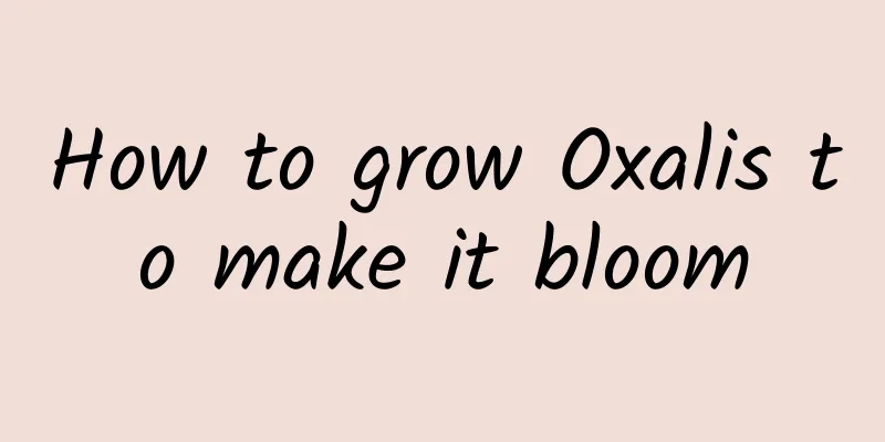 How to grow Oxalis to make it bloom