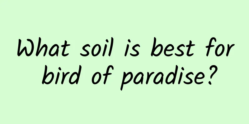 What soil is best for bird of paradise?