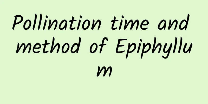 Pollination time and method of Epiphyllum
