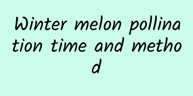 Winter melon pollination time and method