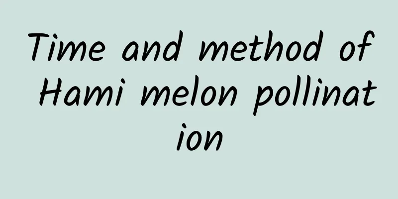 Time and method of Hami melon pollination