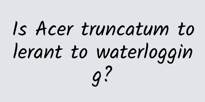 Is Acer truncatum tolerant to waterlogging?