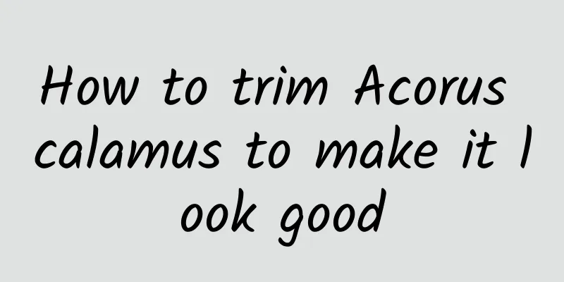 How to trim Acorus calamus to make it look good