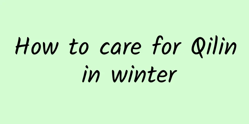 How to care for Qilin in winter