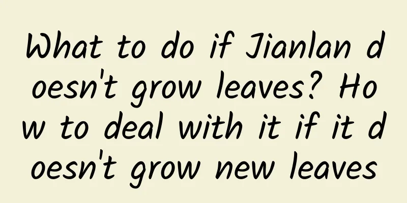 What to do if Jianlan doesn't grow leaves? How to deal with it if it doesn't grow new leaves