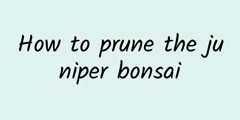 How to prune the juniper bonsai