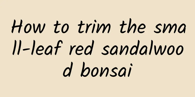 How to trim the small-leaf red sandalwood bonsai