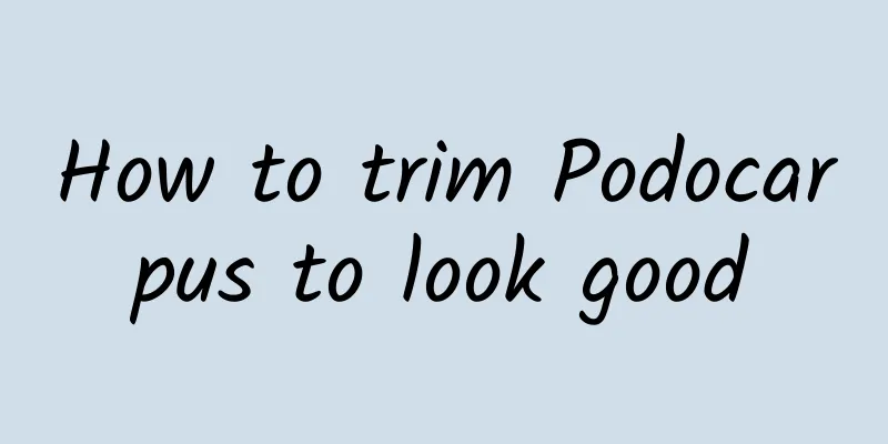 How to trim Podocarpus to look good