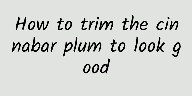 How to trim the cinnabar plum to look good