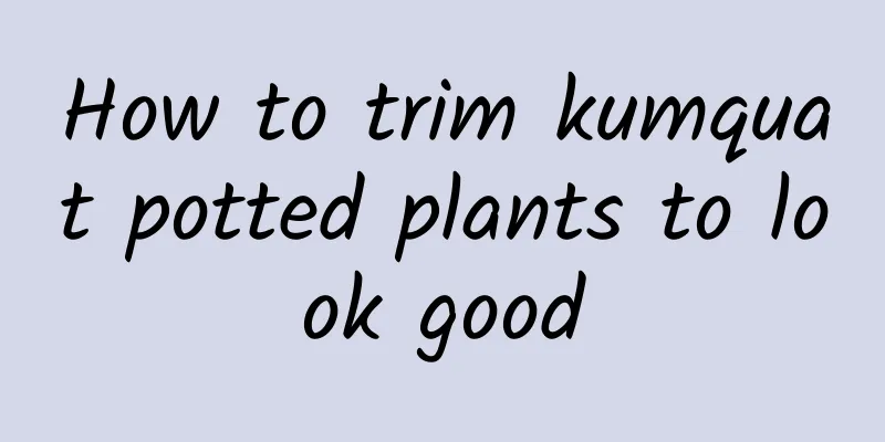 How to trim kumquat potted plants to look good