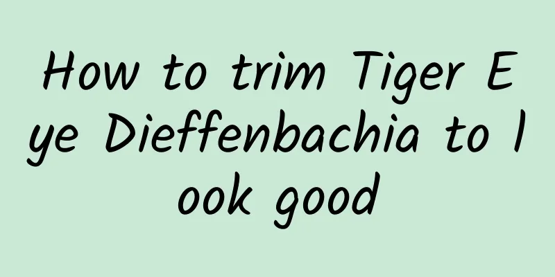 How to trim Tiger Eye Dieffenbachia to look good
