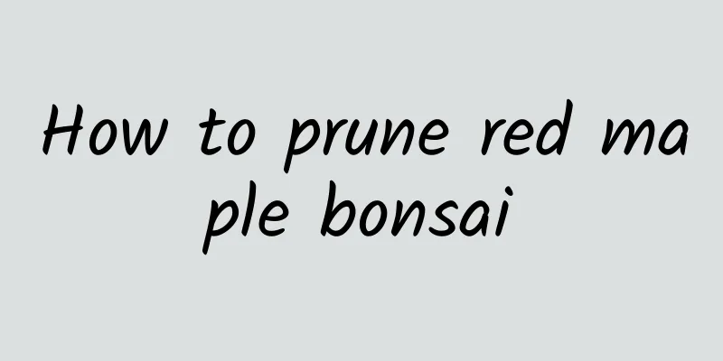 How to prune red maple bonsai