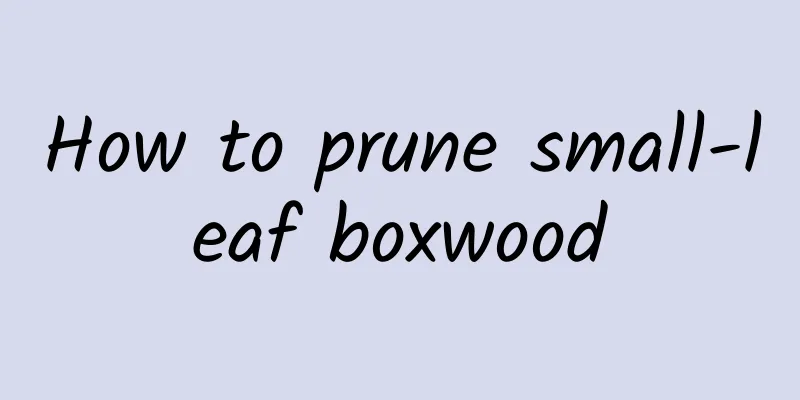 How to prune small-leaf boxwood