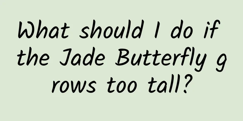 What should I do if the Jade Butterfly grows too tall?