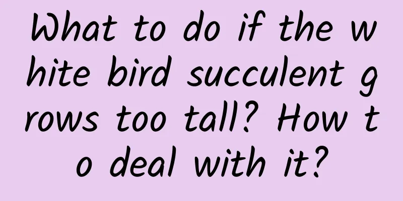What to do if the white bird succulent grows too tall? How to deal with it?
