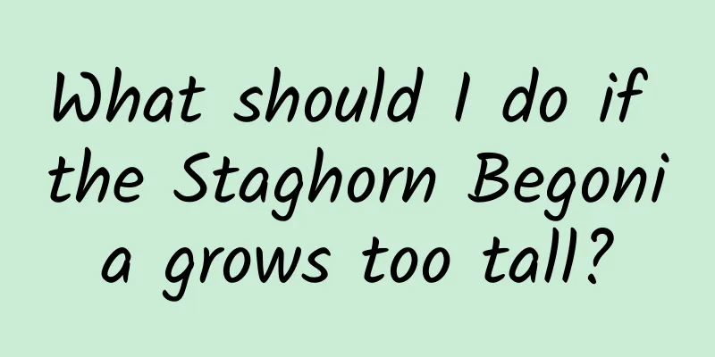 What should I do if the Staghorn Begonia grows too tall?