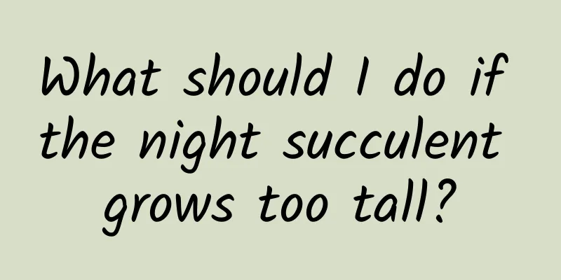 What should I do if the night succulent grows too tall?