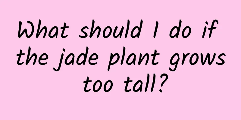 What should I do if the jade plant grows too tall?