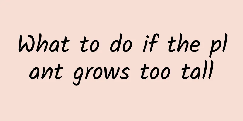 What to do if the plant grows too tall