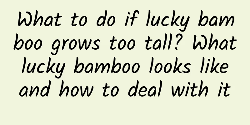 What to do if lucky bamboo grows too tall? What lucky bamboo looks like and how to deal with it