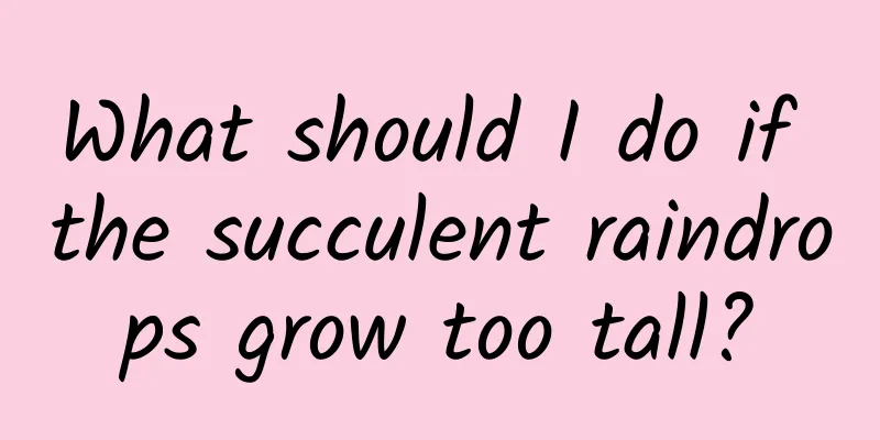 What should I do if the succulent raindrops grow too tall?