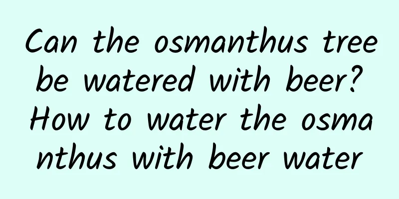 Can the osmanthus tree be watered with beer? How to water the osmanthus with beer water