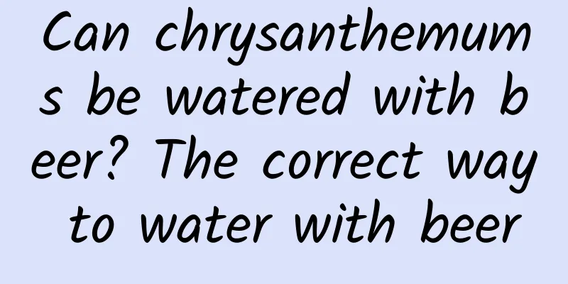 Can chrysanthemums be watered with beer? The correct way to water with beer