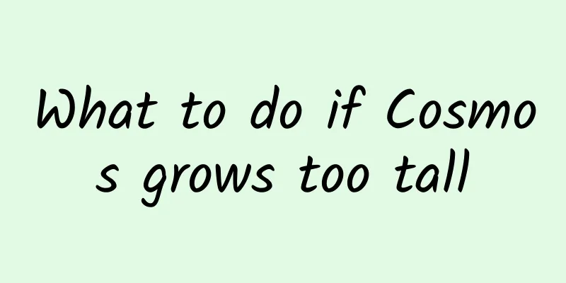 What to do if Cosmos grows too tall